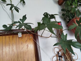 Pokojové rostliny - 15