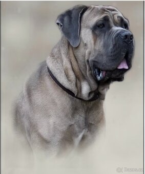 Cane Corso s PP - 15