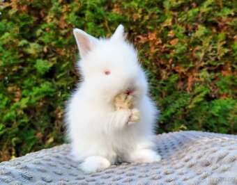 Zakrslý králík, králíček -(TEDDY)-HERBERT A HEIDY - 15