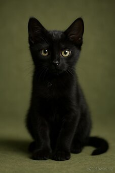 Koťata Kotátka - 2 měsíční (+ mámy) - 15