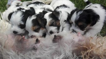 Biewer jorkšírský teriér krytí, připuštění - 15