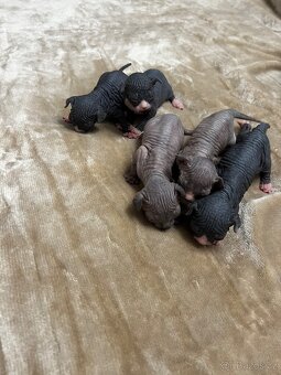 Kanadský sphynx - 15