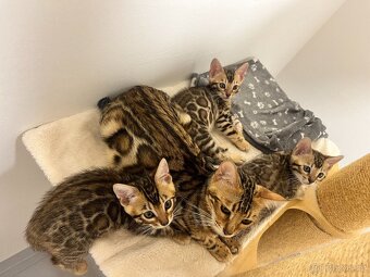 Bengálská kočka - 15