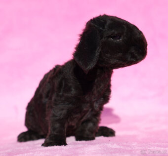 Zakrslí beránci s VP . Samičky . - 15