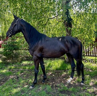 klisny čt  vrané - 15