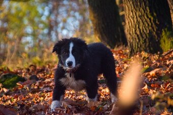 Border kolie s PP - 15