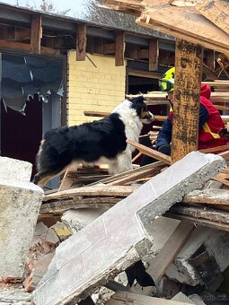 Australský ovčák -štěňátka s PP - 15