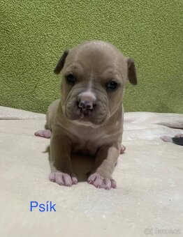 Americký stafordšírsky teriér - 15