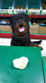 Rottweiler, rotvajler, RTW s PP - 15