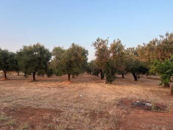 Vila 10 minut od moře Apůlie🇮🇹 - 15