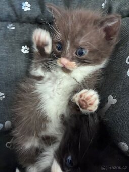 Britská koťátka - 15