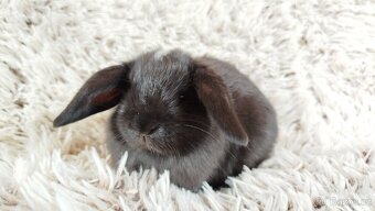 Zakrslý beránek, králíček, králík - ELLA - 15