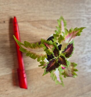 AFRICKÉ OKRASNÉ KOPŘIVY COLEUS - rostlinky - 15