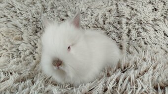 Zakrslý králíček, králík-(TEDDY)-HERBERT A HEIDY - 15