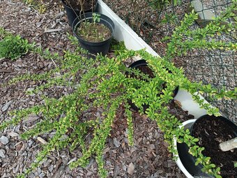 Keře, stromy, trvalky - 15