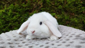 Zakrslý beránek, králíček, králík - TYMIÁN - 15