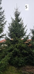 Jehličnaté stromy 390 - 760cm - 15