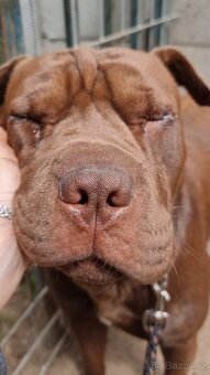 ARES K ADOPCI - zlomená něžná dušička - 15