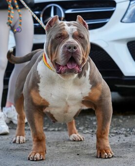 American Bully XL/XXL - 15