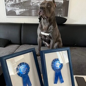 American Bully XL originální původní krev rodokmen ABKC USA - 15