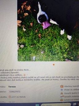 Pozor Pitbulové, kteří jsou útoční - 15