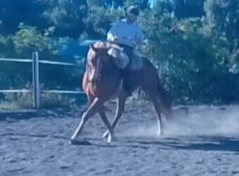 Vycvičený mladý valach - 15