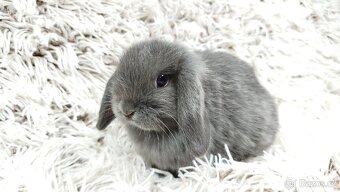 Zakrslý beránek, králíček, králík - KVIDO - 15