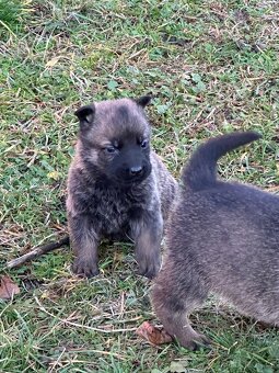 Belgický ovčák Malinois X německy ovčák - 15