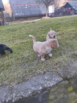 Prodej  štěňat - 15