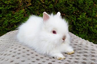 Zakrslý králík, králíček (TEDDY)- ONDŘEJ A OTA - 15
