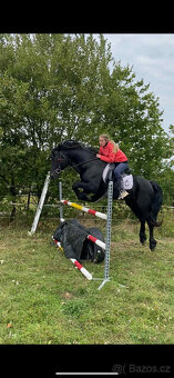 Připouštění černým hřebcem Welsh Cob D - rok 2026 - 15