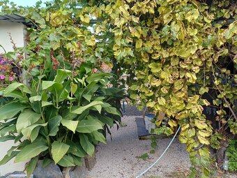 pronájem 3+1 Lipnik nad Bečvou Loučka - 15