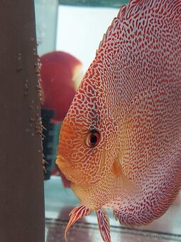 Discus - Terčovec - 15