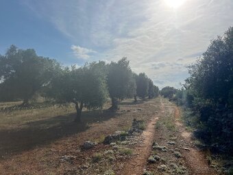 Stavební pozemek 18.000m2 na jihu Itálie 7km od moře - 15