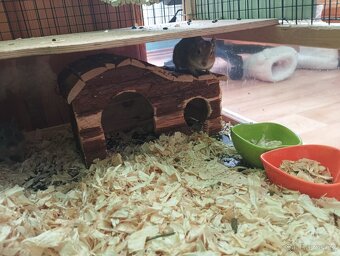 Osmačci s klecí - 15