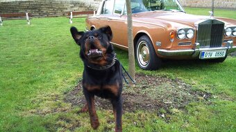 Krytí rotvajler, RTW, rottweiler s PP - 15