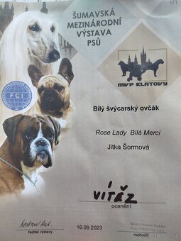 Bílý švýcarský ovčák - 15