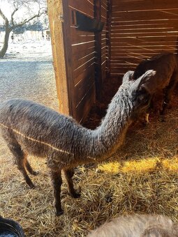 Lama krotká chovný samec a roční samec - 15