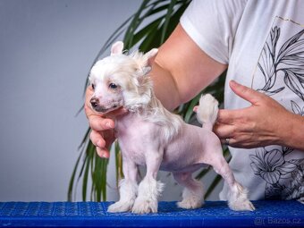 Čínský chocholatý pes - Štěňata s PP - 15