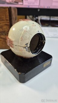 Starožitný model oka, Bock Steger, cca 1880 - 15