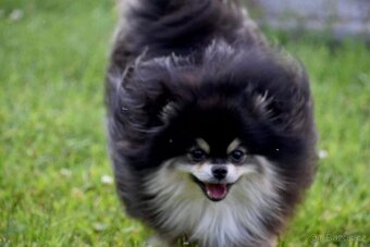 Pomeranian - 15