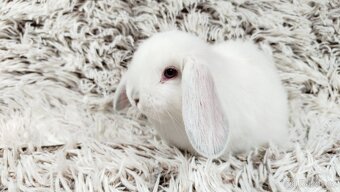 Zakrslý beránek, králíček, králík - MOLLY - 15