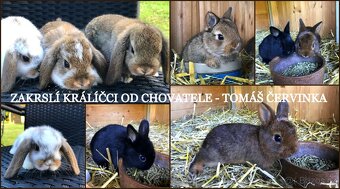 Mini mláďátka zakrslých králíčků přímo od chovatele - 15