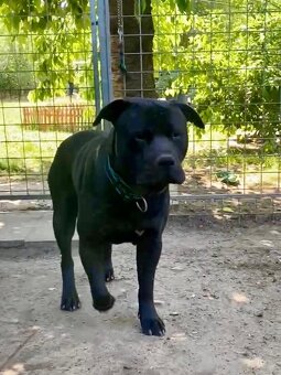 ARGO K ADOPCI - hledá spřízněnou duši - 15