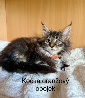 Mainská mývalí koťata - MCO - 15