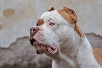 American bully - krytí - 15