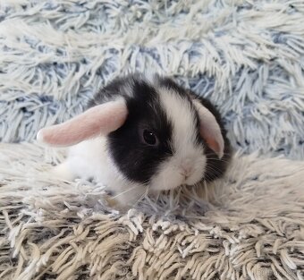 Minilop - anglický zakrslý beránek s VP - 15