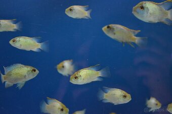 Akvarijní rybičky různé druhy - 15