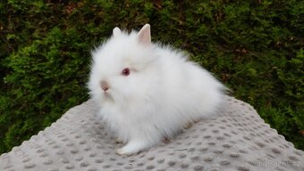 Zakrslý králík, králíček -(TEDDY)-ONŘEJ A OTA - 15