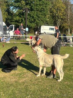 Středoasijský pastevecký pes - SAO - 15